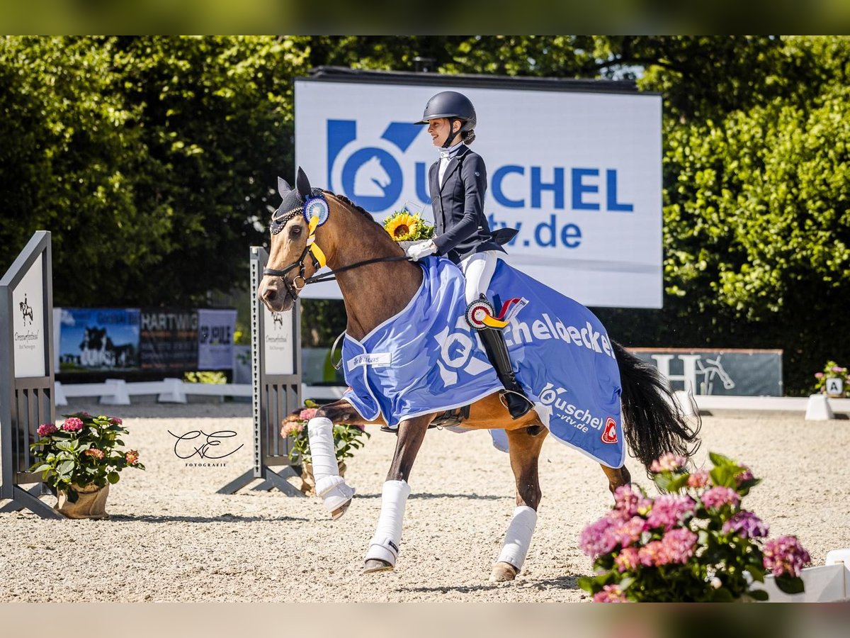 Duitse rijpony Ruin 12 Jaar 148 cm Buckskin in Hamburg