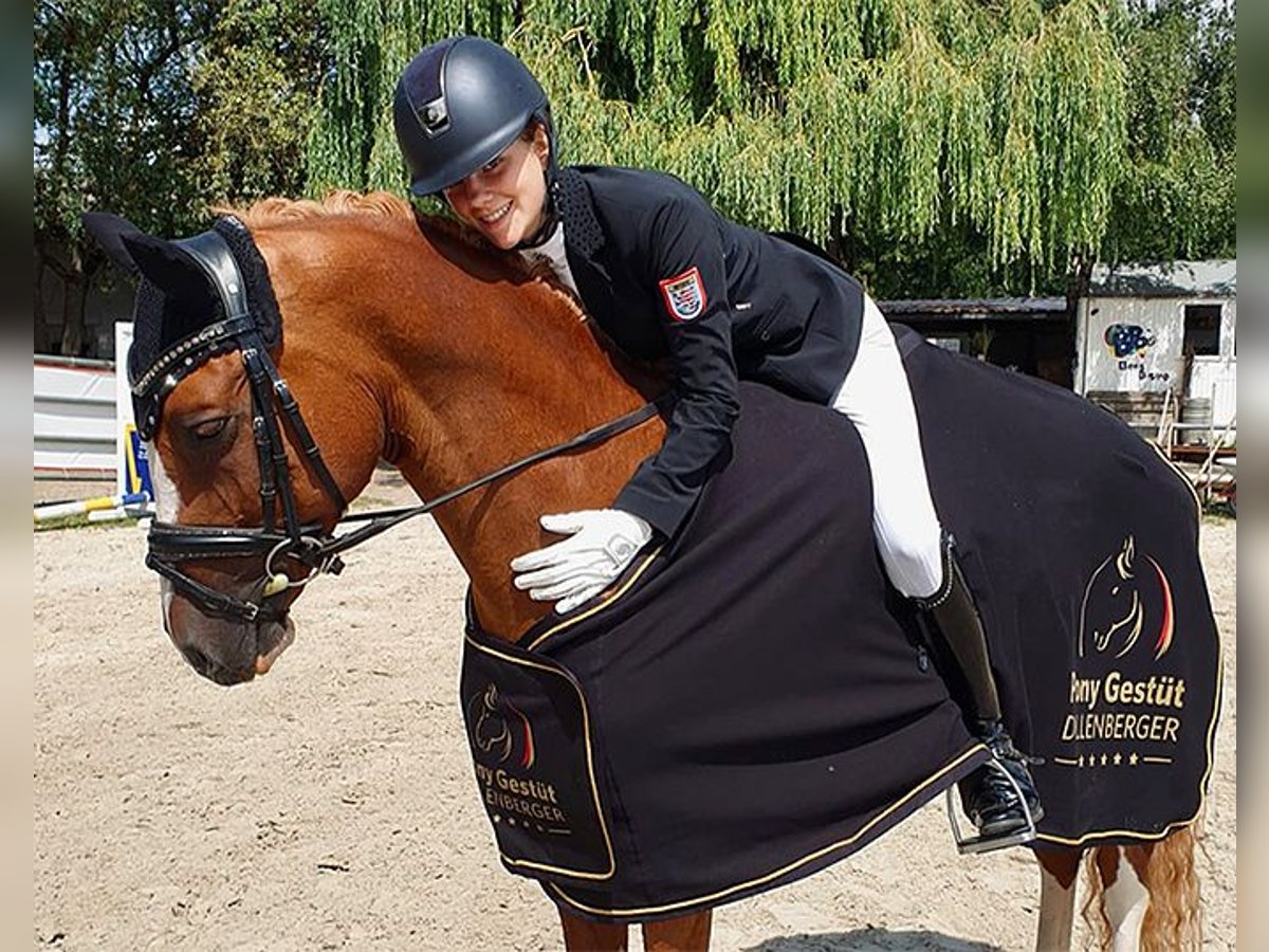 Duitse rijpony Ruin 12 Jaar 148 cm Vos in Mainz