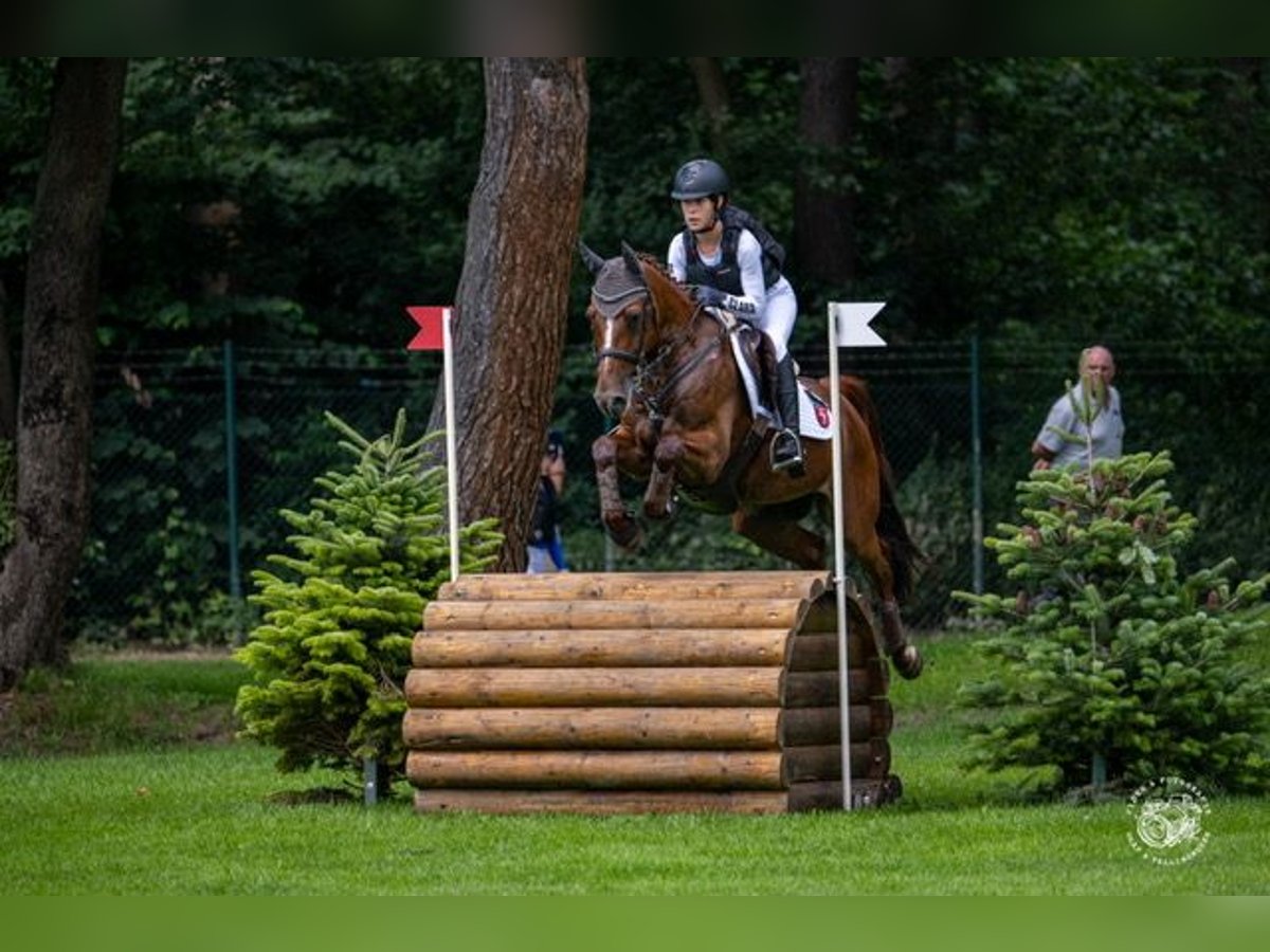 Duitse rijpony Ruin 12 Jaar 149 cm Vos in Greven