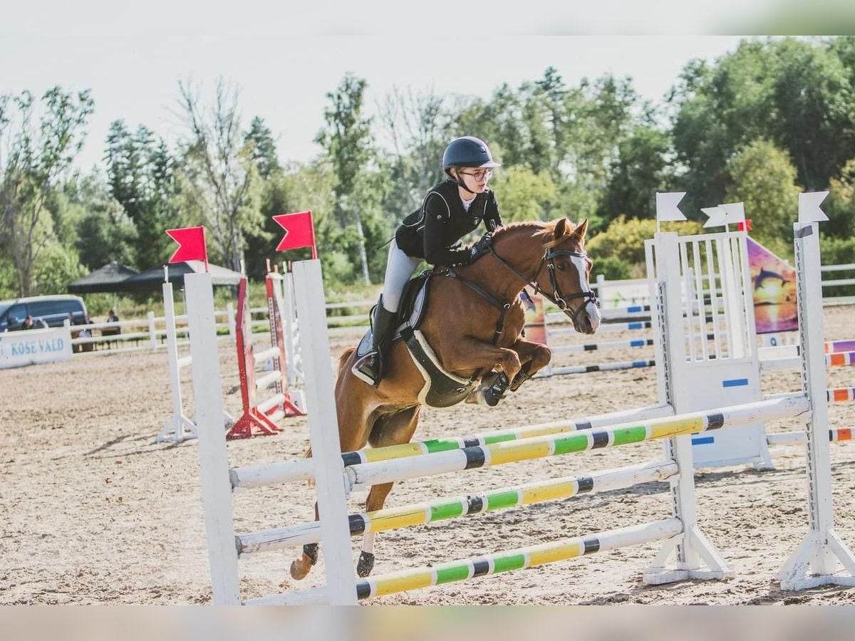 Duitse rijpony Ruin 12 Jaar Donkere-vos in Laulasmaa