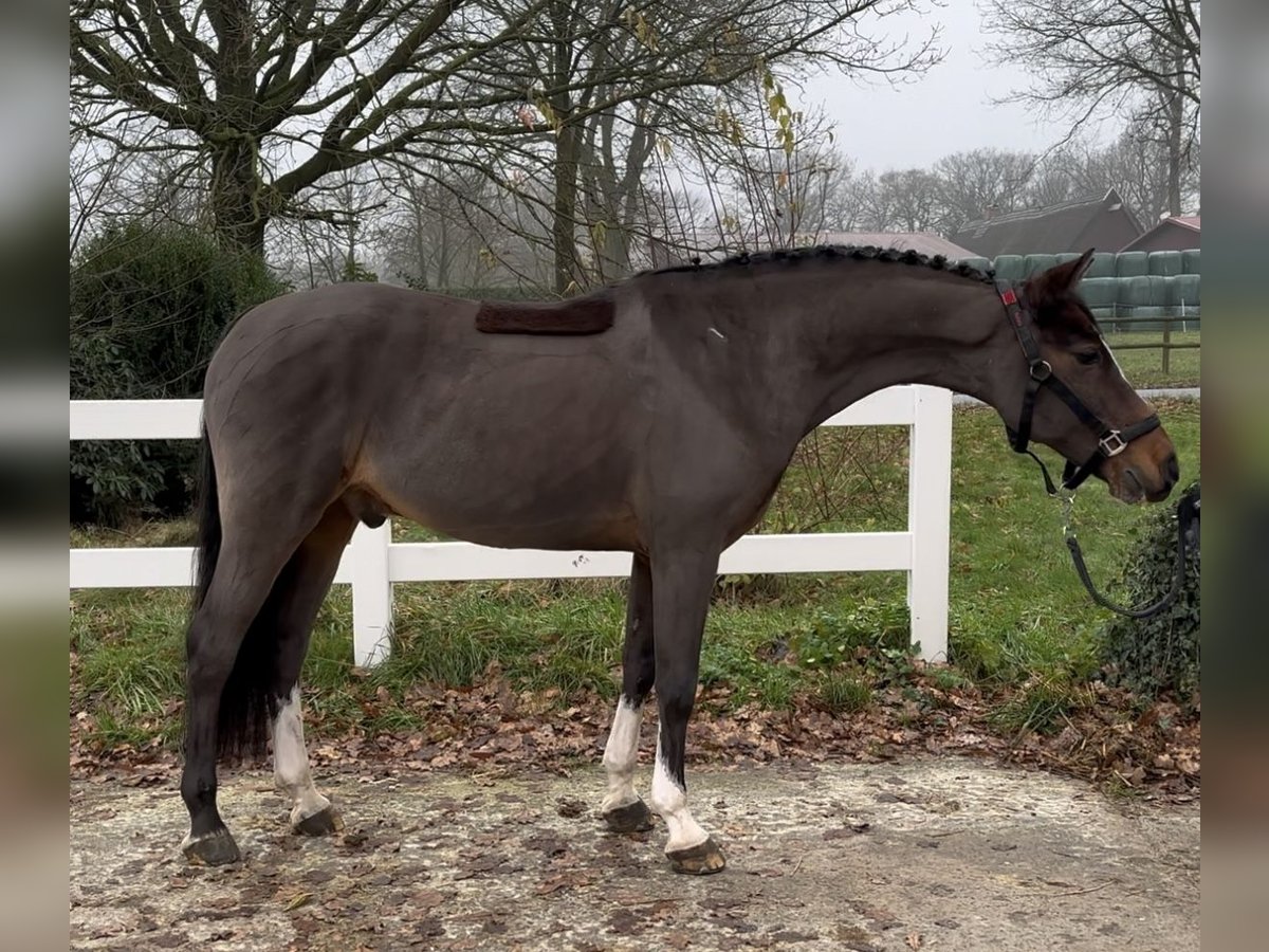 Duitse rijpony Ruin 13 Jaar 146 cm Donkerbruin in Heeslingen