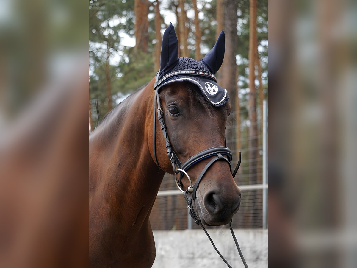 Duitse rijpony Ruin 13 Jaar 147 cm Bruin in Doberlug Kirchhain