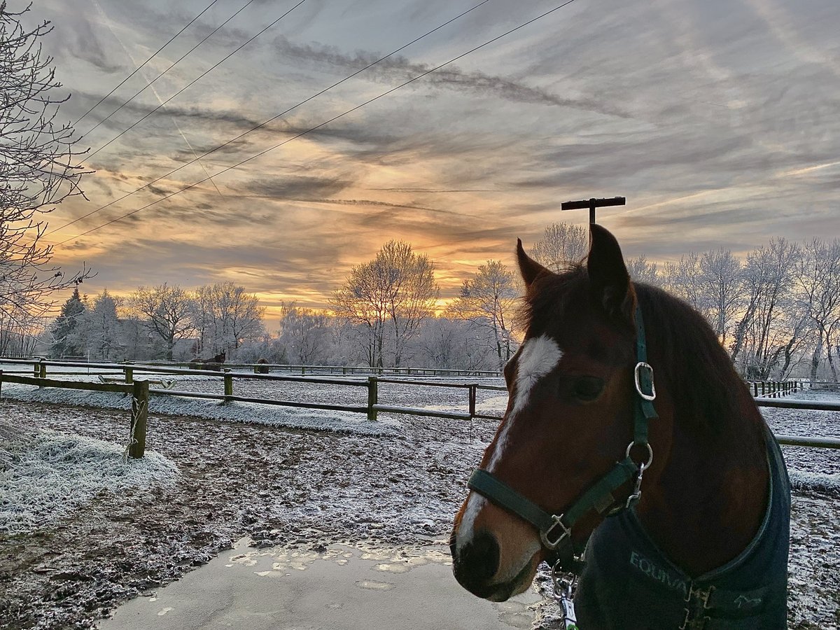 Duitse rijpony Ruin 13 Jaar 153 cm Bruin in TelgteTelgte