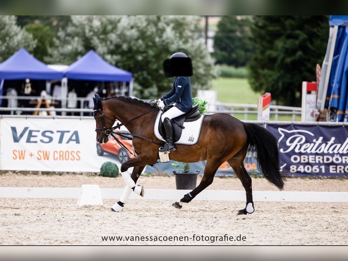 Duitse rijpony Ruin 14 Jaar 140 cm Donkerbruin in Fürstenzell