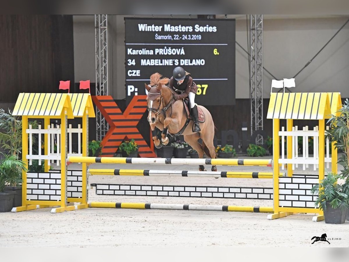 Duitse rijpony Ruin 14 Jaar 146 cm Donkere-vos in Brno
