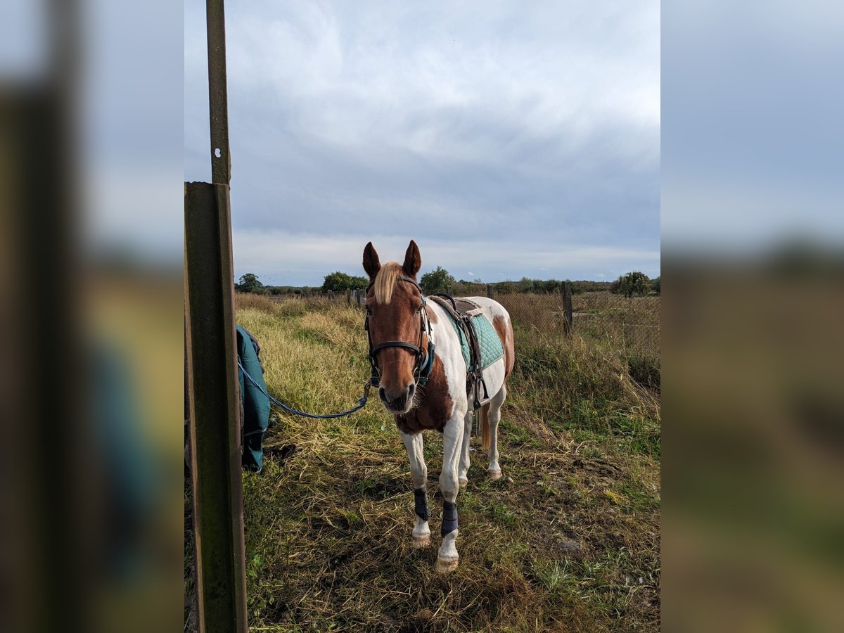 Duitse rijpony Mix Ruin 14 Jaar 146 cm Gevlekt-paard in Neustrelitz