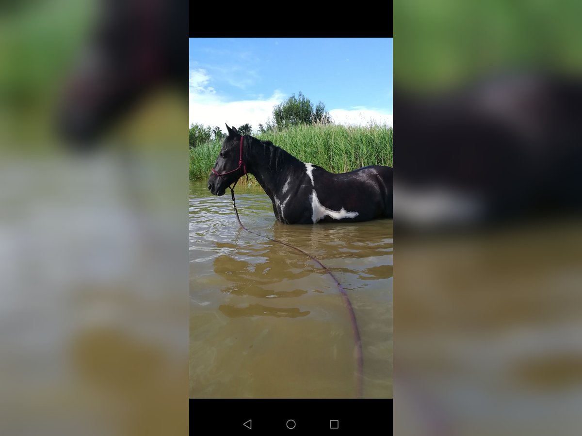 Duitse rijpony Mix Ruin 14 Jaar 148 cm Gevlekt-paard in Lichtenberg