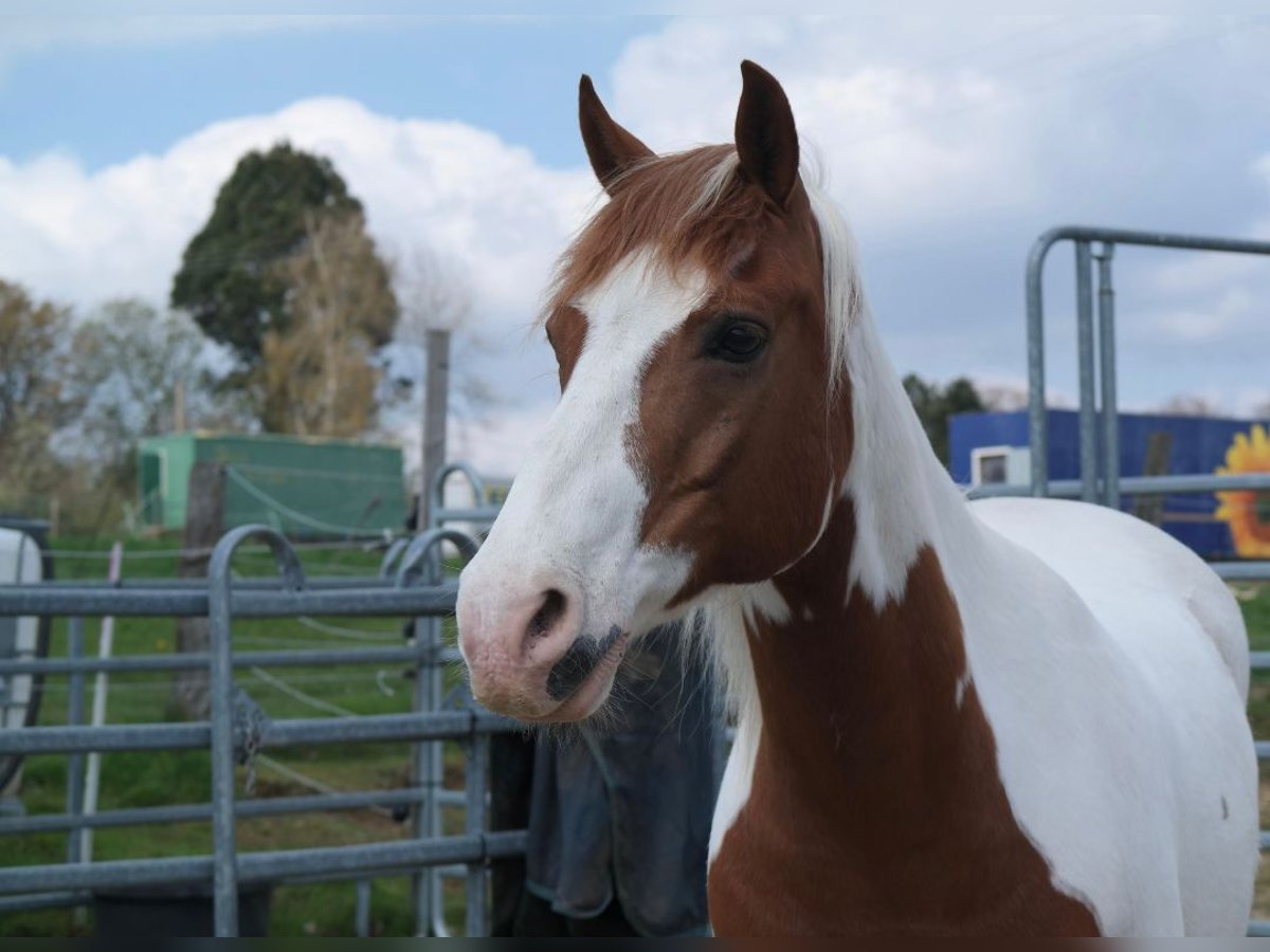 Duitse rijpony Ruin 14 Jaar 148 cm in Bergisch Gladbach