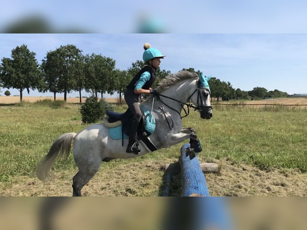 Duitse rijpony Ruin 15 Jaar 135 cm Roan-Blue in Niddatal