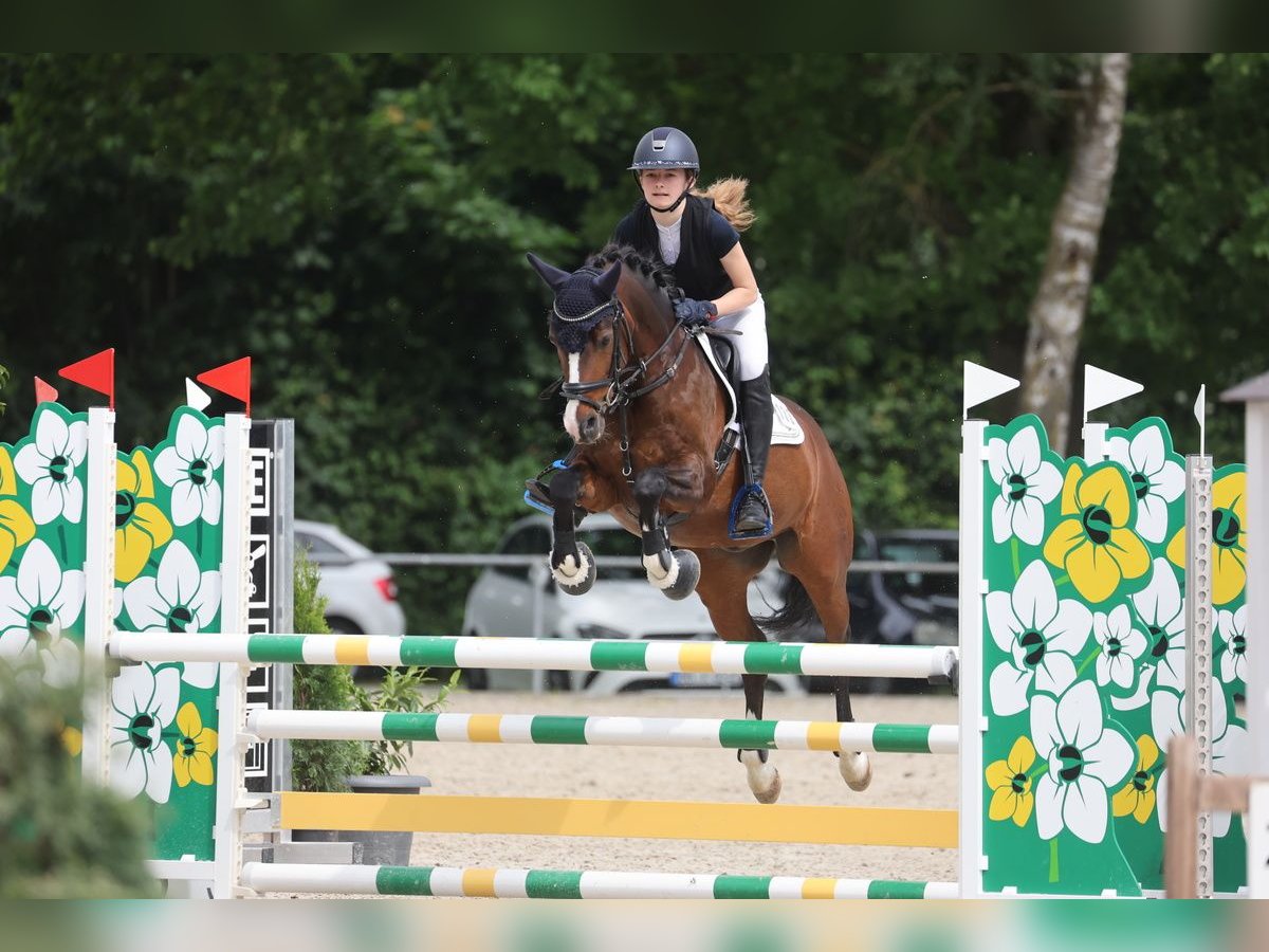 Duitse rijpony Ruin 15 Jaar 143 cm Bruin in Ederm&#xFC;nde