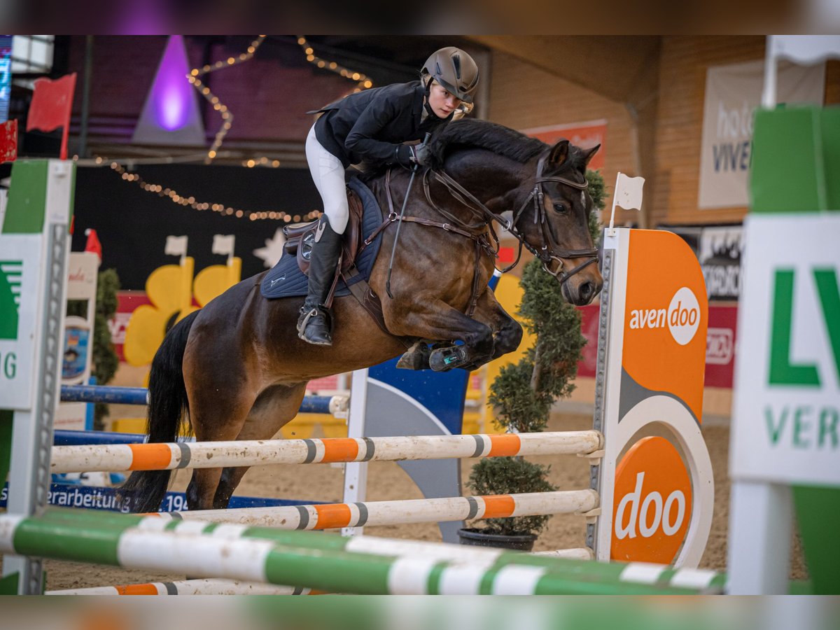 Duitse rijpony Ruin 15 Jaar 143 cm in Planebruch