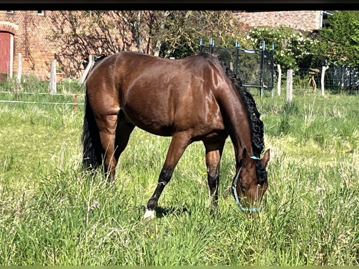 Duitse rijpony Ruin 15 Jaar 146 cm Bruin in Kade