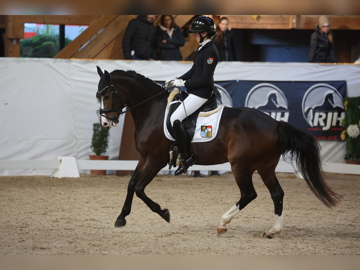 Duitse rijpony Ruin 16 Jaar 148 cm Donkerbruin in München