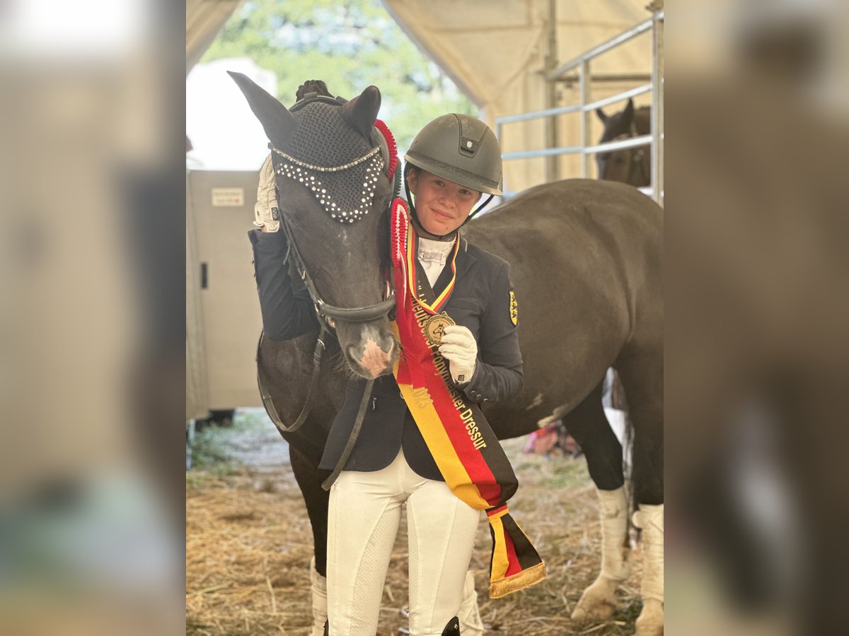 Duitse rijpony Ruin 17 Jaar 147 cm Zwart in Karlsruhe Duitse rijpony Ruin 17 Jaar 147 cm Zwart in Karlsruhe