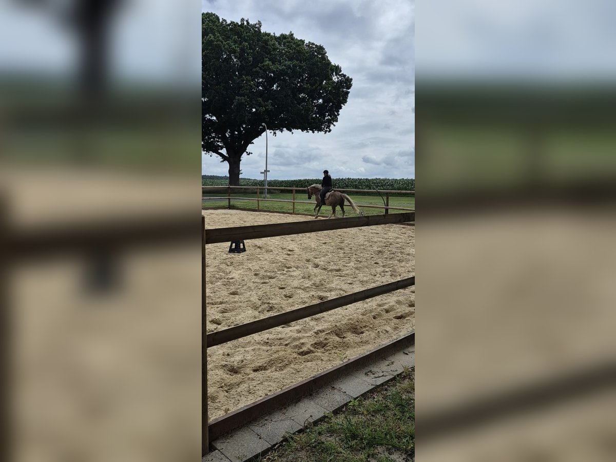 Duitse rijpony Ruin 18 Jaar 148 cm Donkere-vos in Zeven