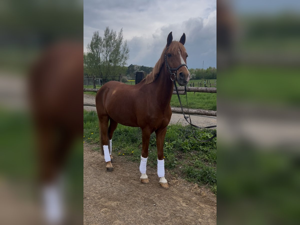 Duitse rijpony Ruin 19 Jaar 148 cm Donkere-vos in Düsseldorf