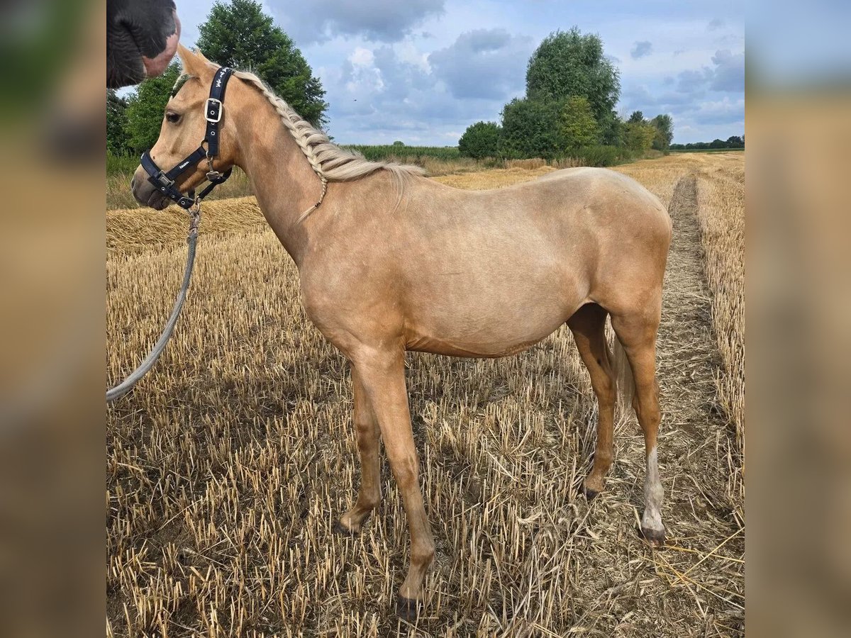Duitse rijpony Ruin 1 Jaar 132 cm Palomino in Ahlen