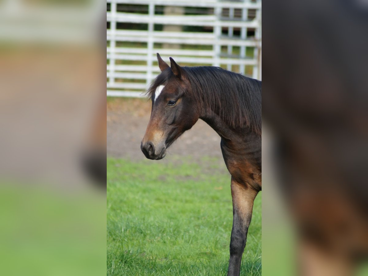Duitse rijpony Ruin 1 Jaar Donkerbruin in Damme