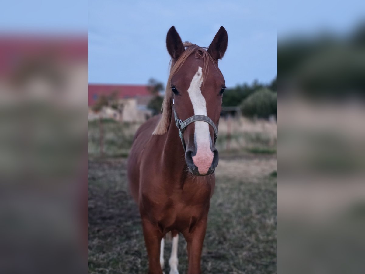 Duitse rijpony Ruin 1 Jaar Vos in Lübz