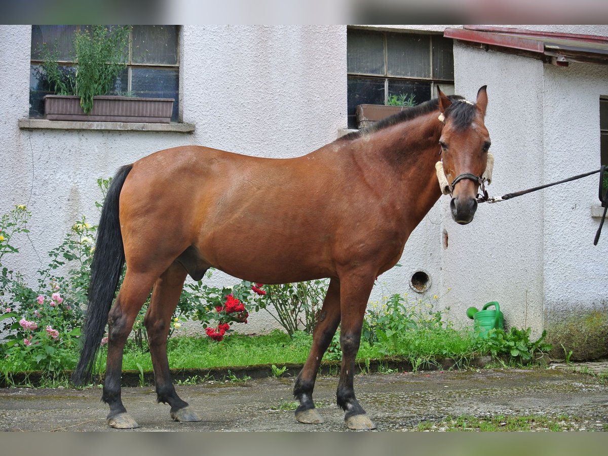 Duitse rijpony Ruin 26 Jaar 145 cm Bruin in Waldstetten