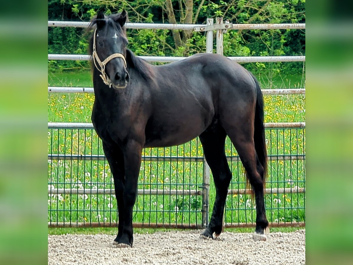 Duitse rijpony Mix Ruin 2 Jaar 140 cm in Haßfurt Duitse rijpony Mix Ruin 2 Jaar 140 cm in Haßfurt