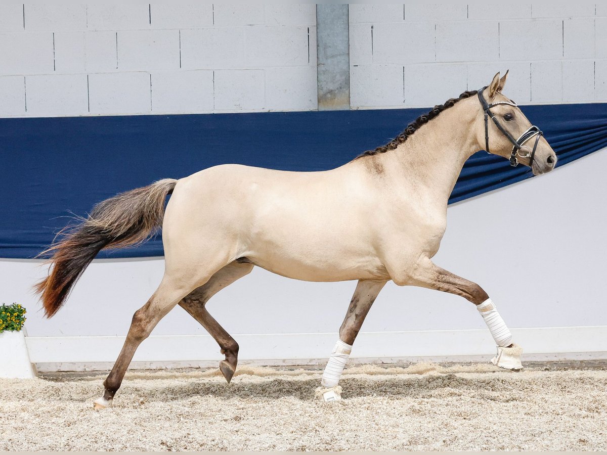 Duitse rijpony Ruin 2 Jaar 141 cm Falbe in Marsberg