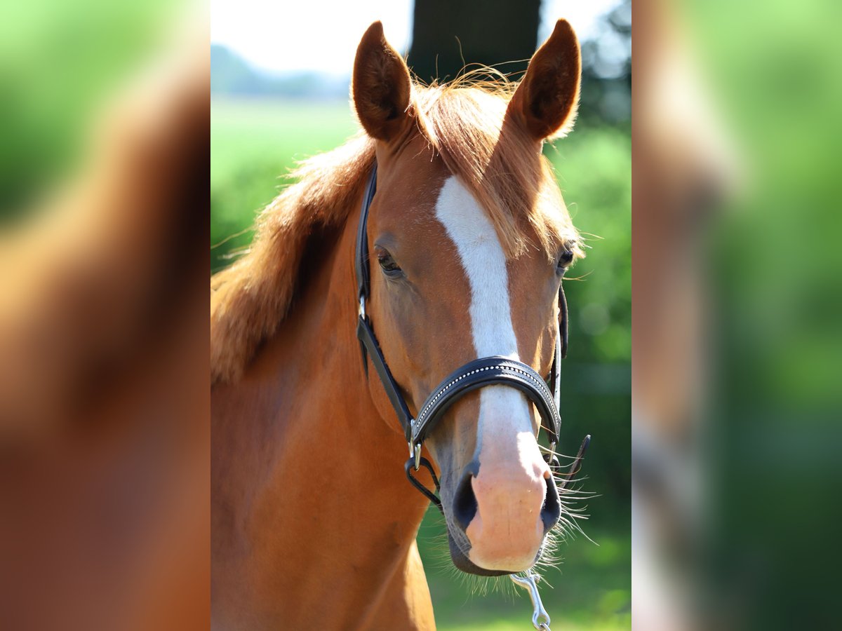 Duitse rijpony Ruin 2 Jaar 142 cm in Neuenkirchen-Vörden