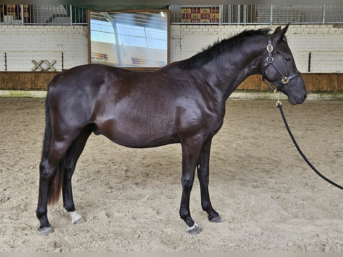 Duitse rijpony Ruin 2 Jaar 152 cm Zwartbruin in Raddestorf