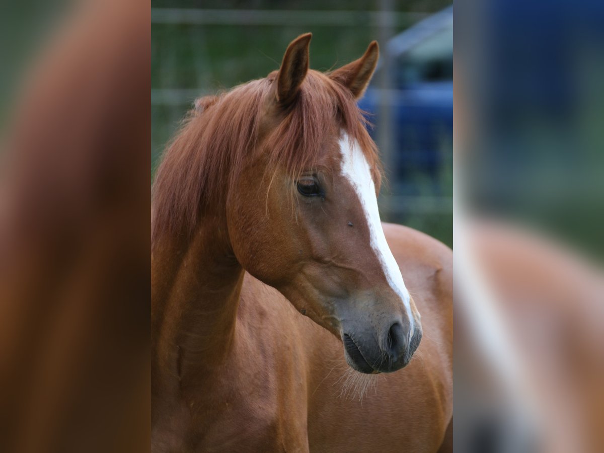 Duitse rijpony Ruin 2 Jaar Vos in Niederstetten
