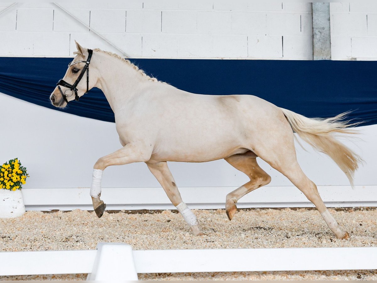 Duitse rijpony Ruin 3 Jaar 140 cm Palomino in Marsberg