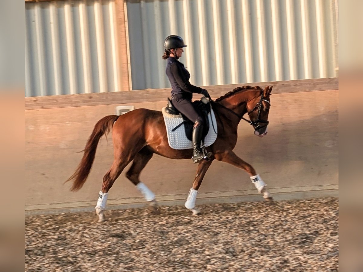 Duitse rijpony Ruin 3 Jaar 144 cm Vos in Plech