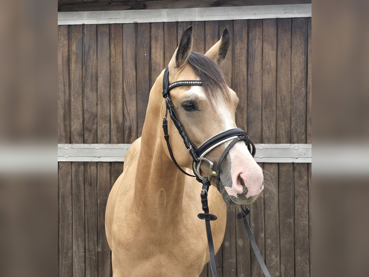 Duitse rijpony Ruin 3 Jaar 145 cm Buckskin in M&#xFC;lheim