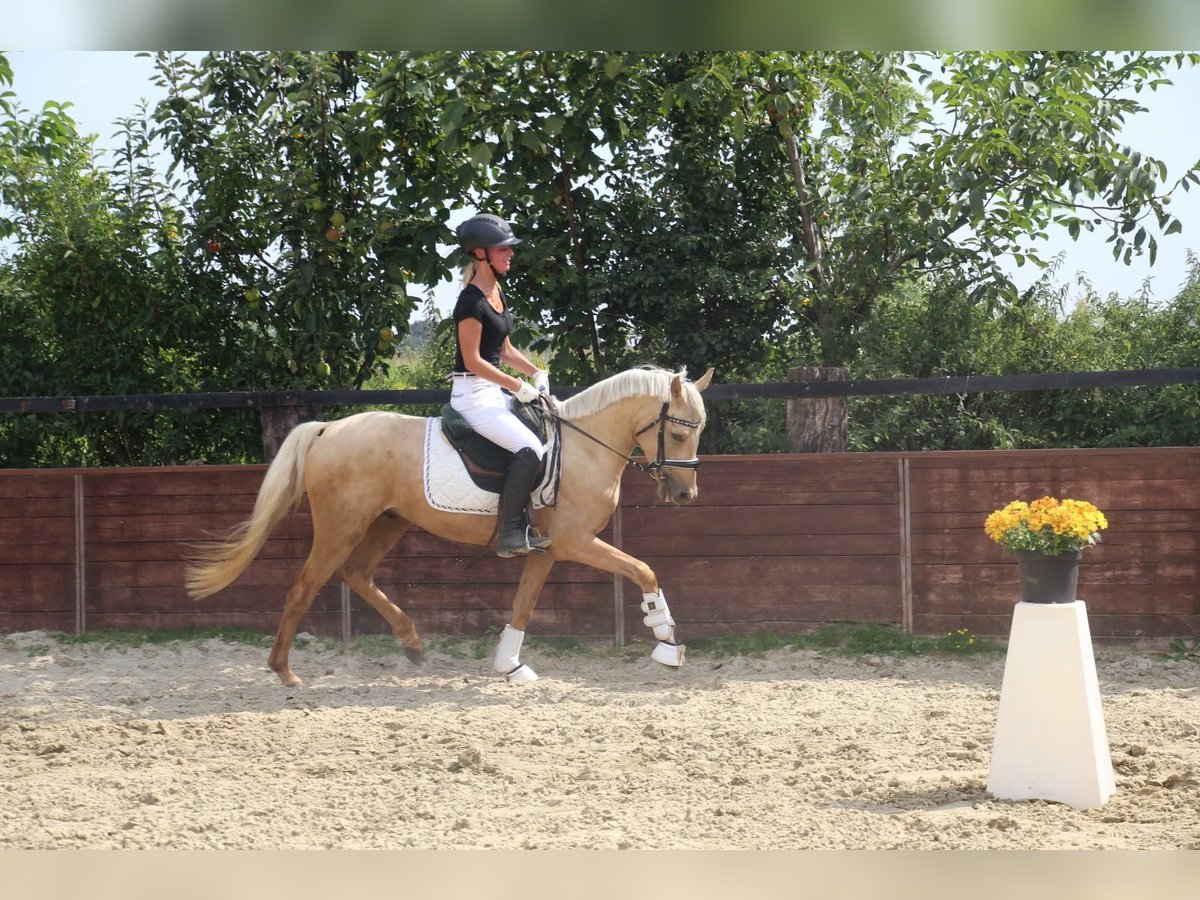 Duitse rijpony Ruin 3 Jaar 145 cm in Rees