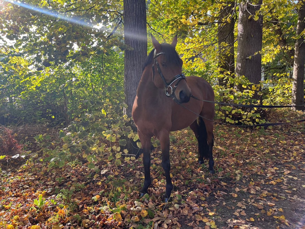 Duitse rijpony Ruin 3 Jaar 146 cm Bruin in Geestland