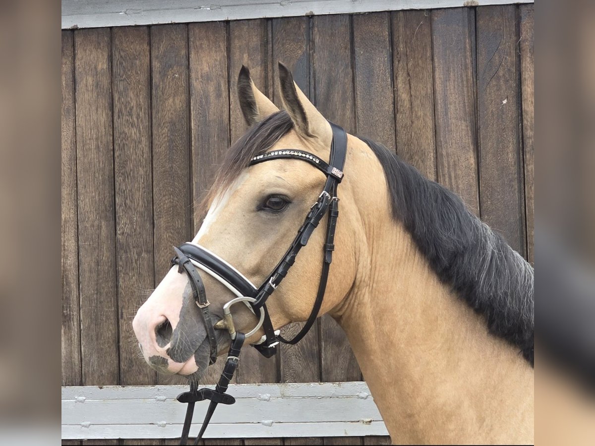 Duitse rijpony Ruin 3 Jaar 146 cm Buckskin in M&#xFC;lheim an der Ruhr