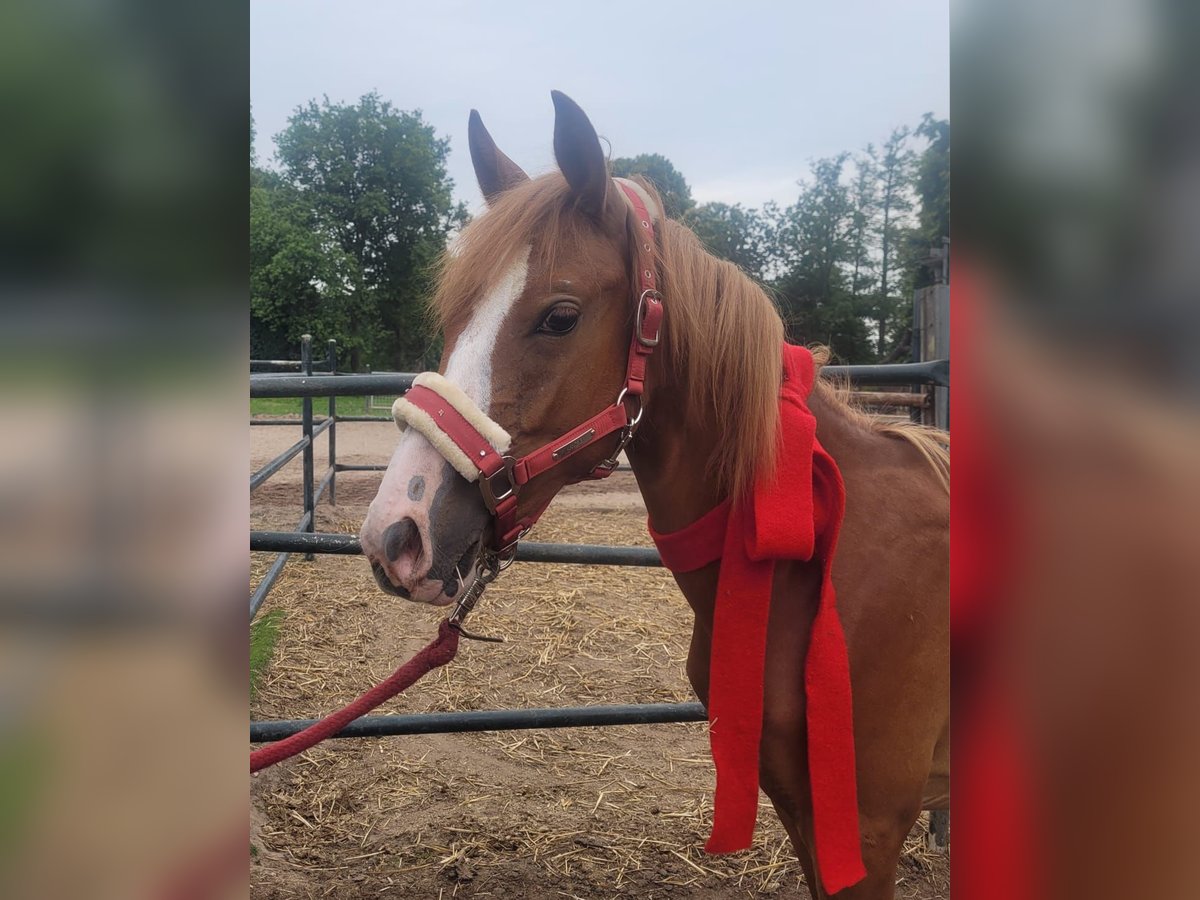 Duitse rijpony Ruin 3 Jaar 149 cm Vos in Hamminkeln