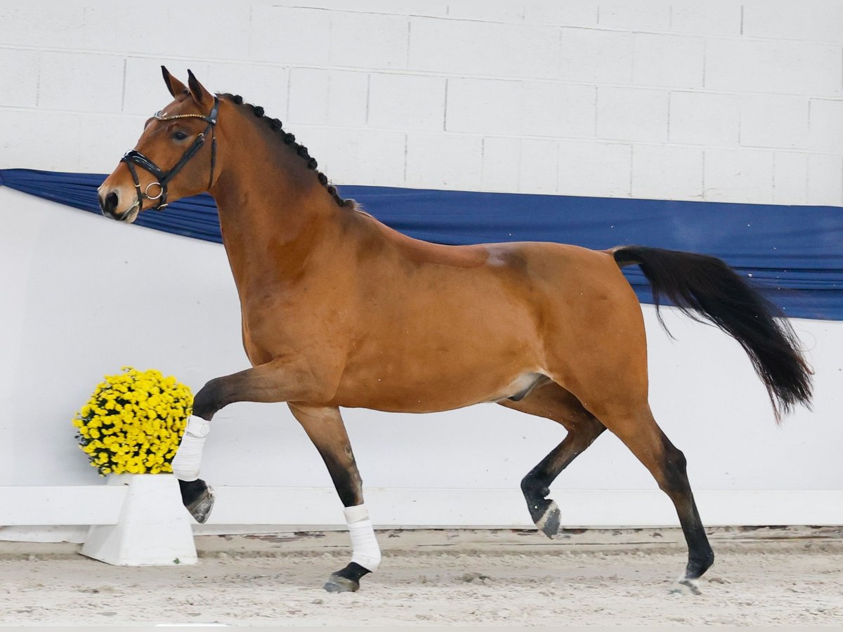 Duitse rijpony Ruin 3 Jaar 150 cm Bruin in Marsberg