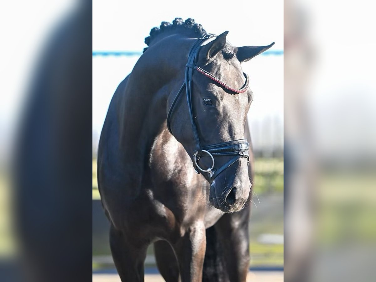 Duitse rijpony Ruin 3 Jaar 150 cm Zwart in Vettwei&#xDF;