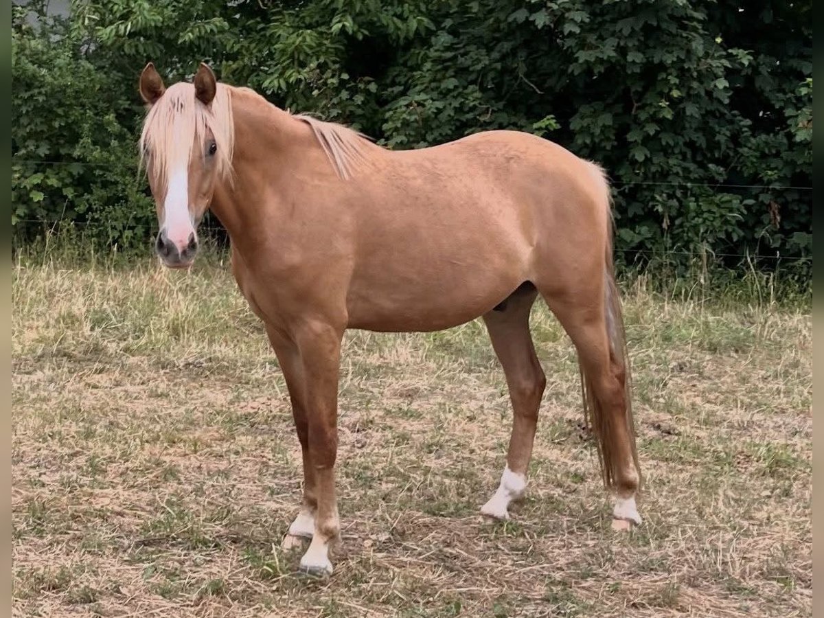Duitse rijpony Ruin 3 Jaar 151 cm Falbe in Sangerhausen
