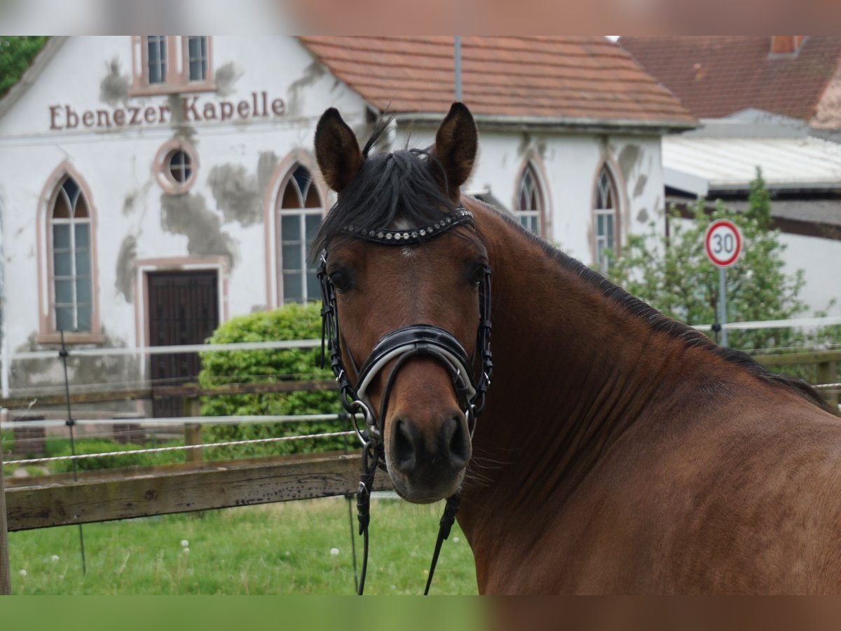 Duitse rijpony Ruin 4 Jaar 141 cm Buckskin in Haunetal