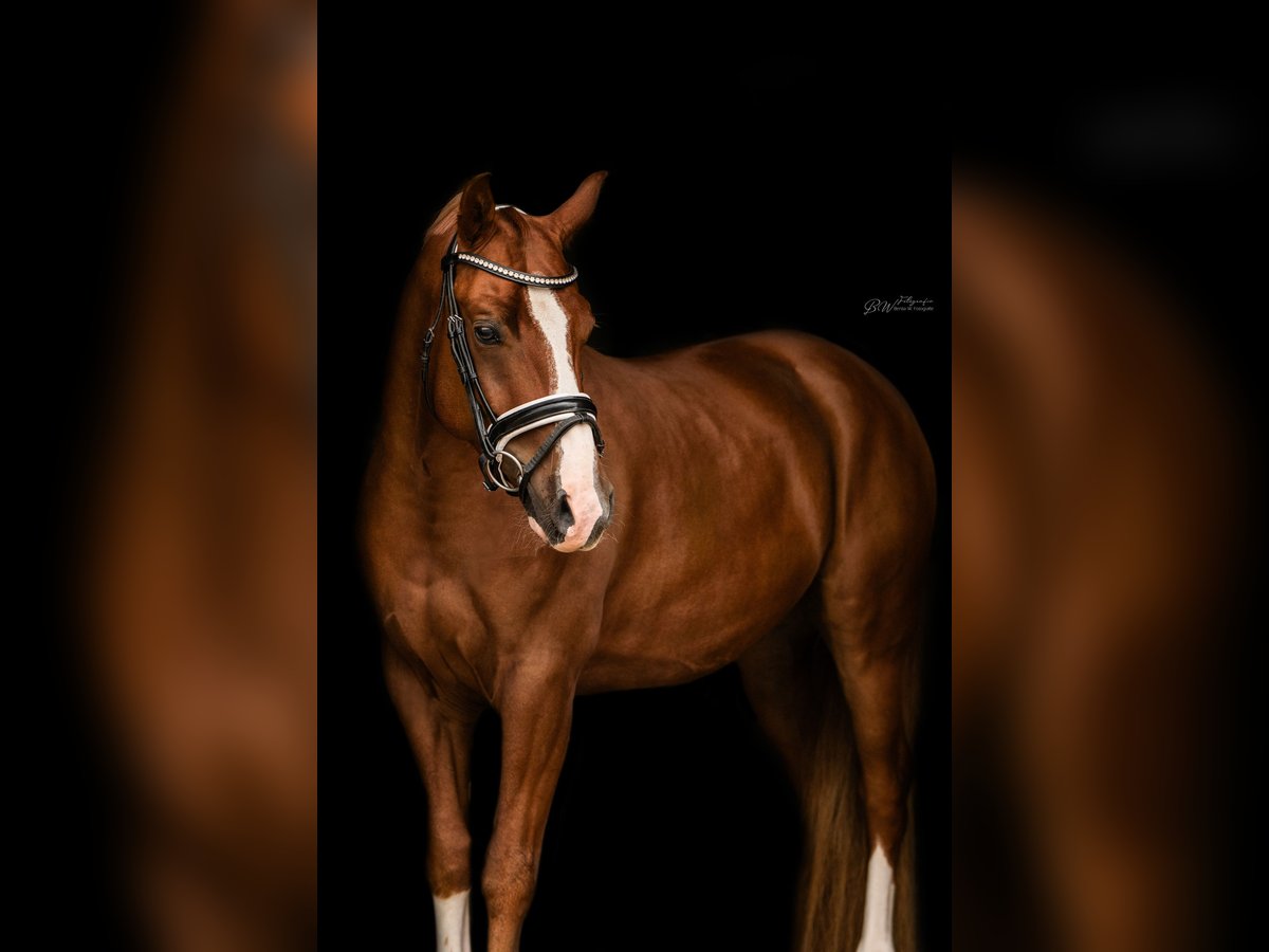 Duitse rijpony Ruin 4 Jaar 145 cm Vos in Bad Pyrmont