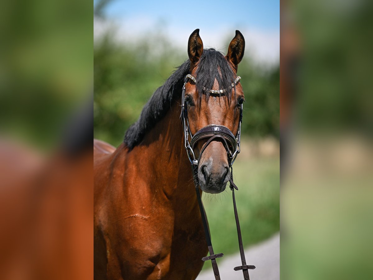 Duitse rijpony Ruin 4 Jaar 147 cm Bruin in Kilchberg ZH