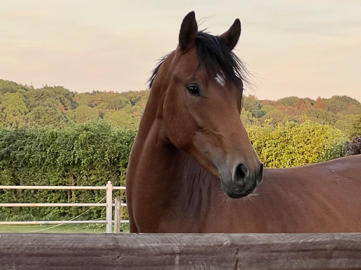 Duitse rijpony Ruin 4 Jaar 147 cm Bruin in Hamminkeln