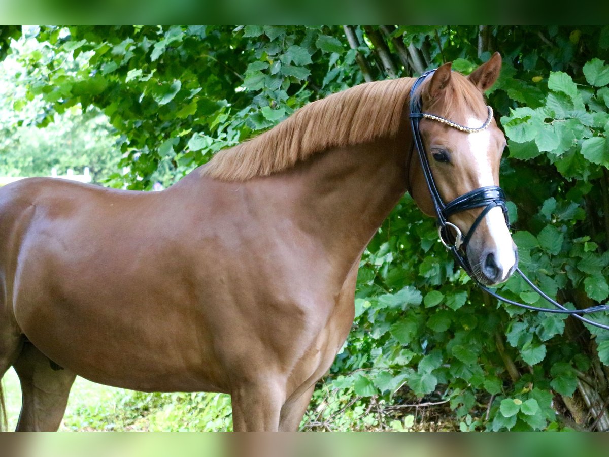 Duitse rijpony Ruin 4 Jaar 147 cm Donkere-vos in Springe