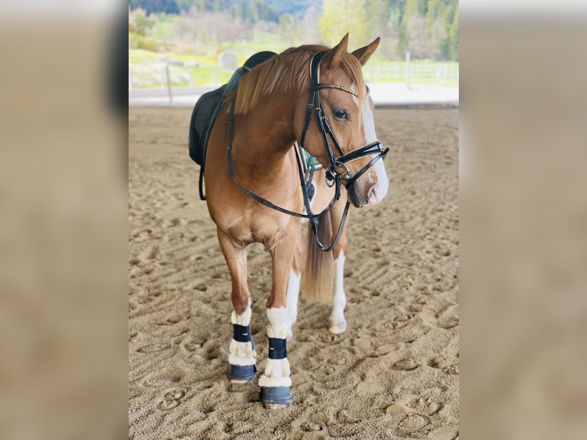 Duitse rijpony Ruin 4 Jaar 147 cm Vos in Kiefersfelden