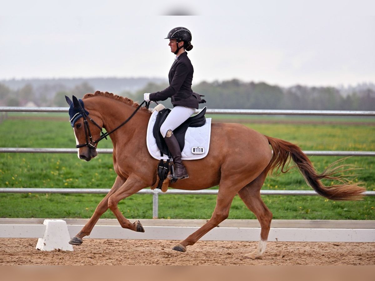 Duitse rijpony Ruin 4 Jaar 147 cm Vos in Reichling