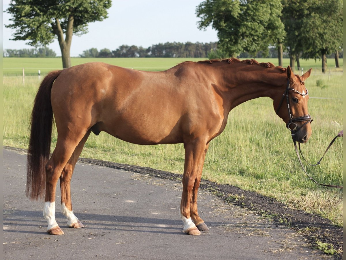 Duitse rijpony Ruin 4 Jaar 147 cm Vos in Trebbin