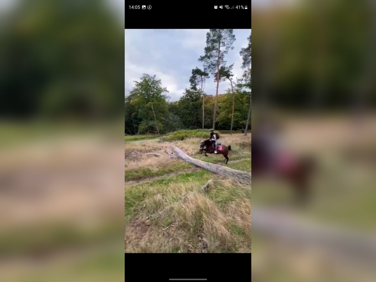 Duitse rijpony Mix Ruin 4 Jaar 148 cm Bruin in M&#xFC;lheim an der Ruhr