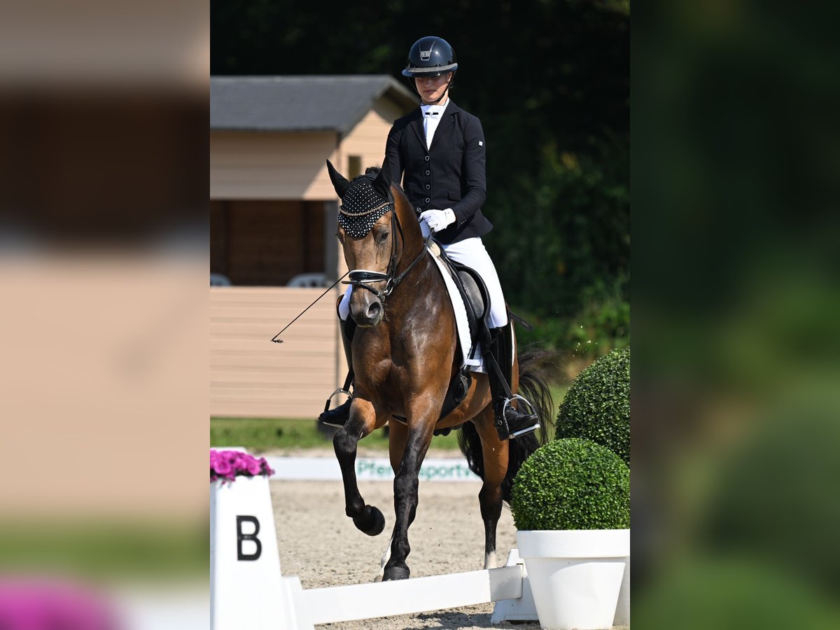 Duitse rijpony Ruin 4 Jaar 148 cm Buckskin in Vettweiß