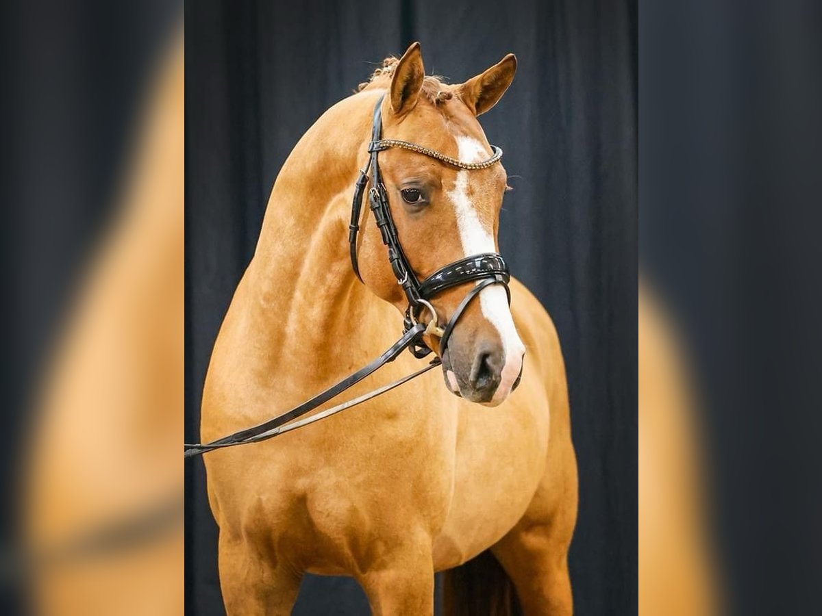 Duitse rijpony Ruin 4 Jaar 148 cm Red Dun in Drackenstein